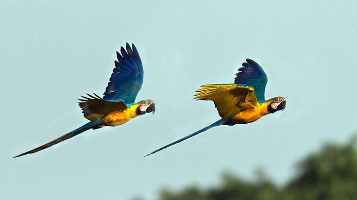 LOROS