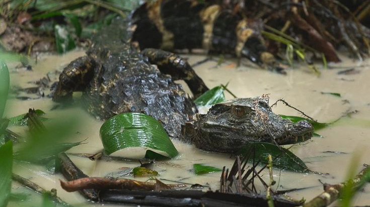 caiman
