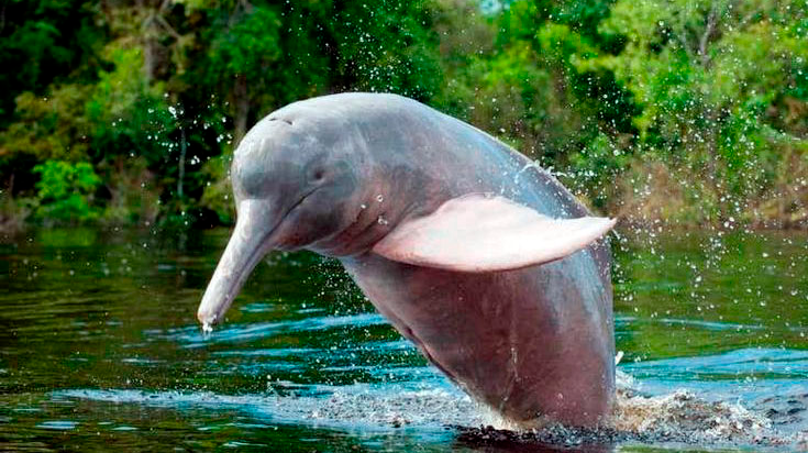 delfin-rosado 735x412