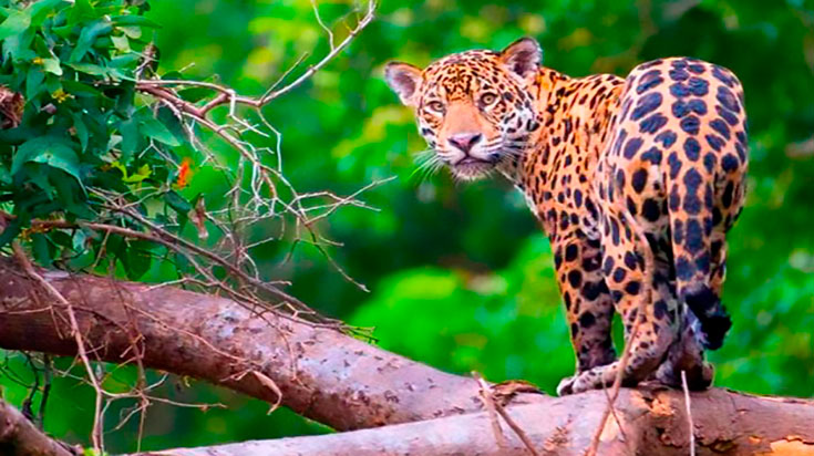 jaguar-pacaya-samiria-735x412