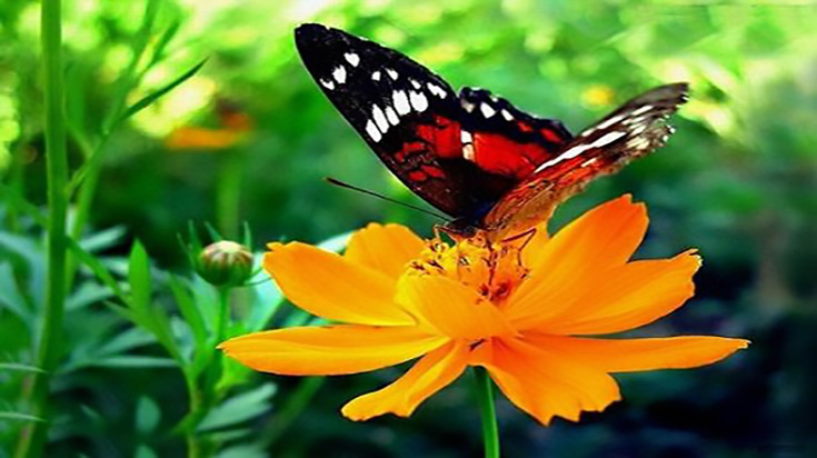 mariposa amozonia peru