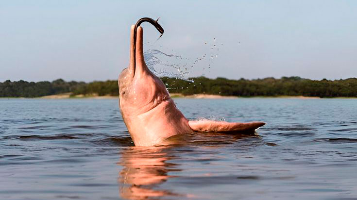 portada-delfin-rosado735x412