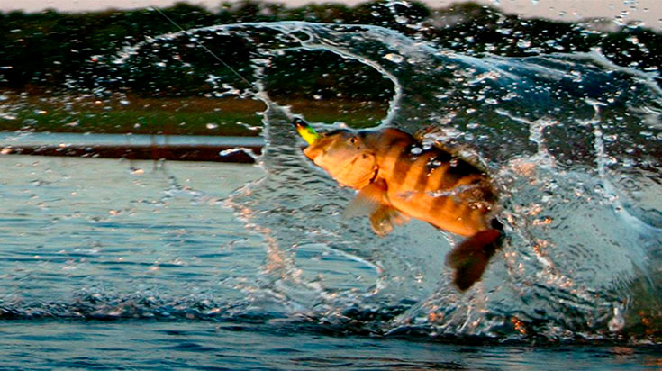 tucunare_saltando_735x412